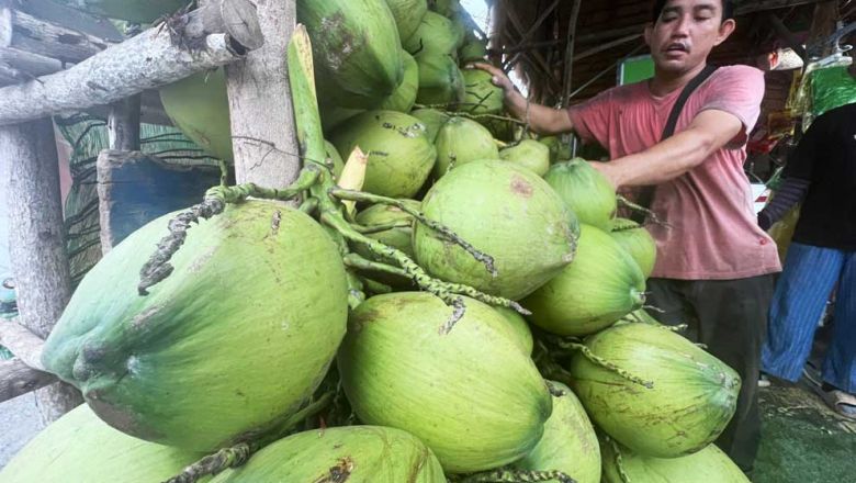 Growers gear up: China ready to import fragrant coconuts